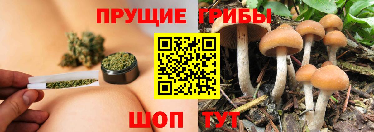 Менделеевск  Псилоцибиновые грибы Cubensis  Вход с VPN 